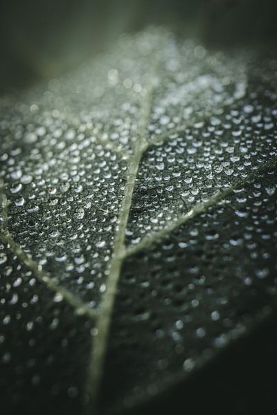 Leaf with dewdrops by Jan