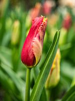 Junge Tulpe