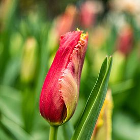 Jonge tulp van Jan Enthoven Fotografie