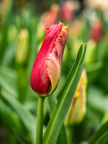 Young tulip by Jan Enthoven Fotografie