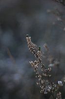 Heide Bokeh