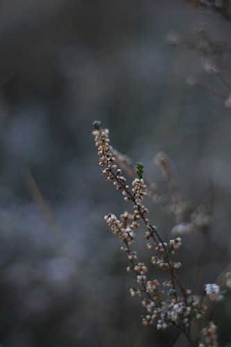 Heath bokeh