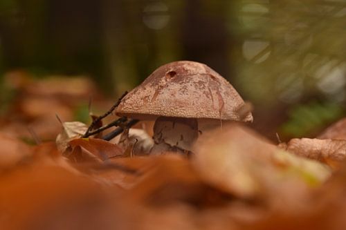 Parelamaniet in kleurenspel