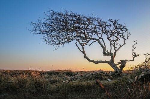 Winter is Coming - Texel, stefan witte