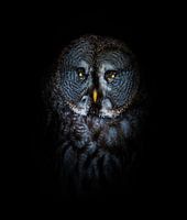Close up of a great horned owl creatively edited