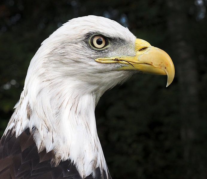 Weißkopf-Seeadler von Loek Lobel