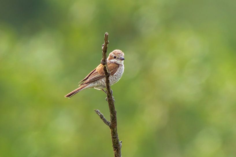 A female red-backed shrike sits on a branch looking for prey for her brood by Mario Plechaty Photography