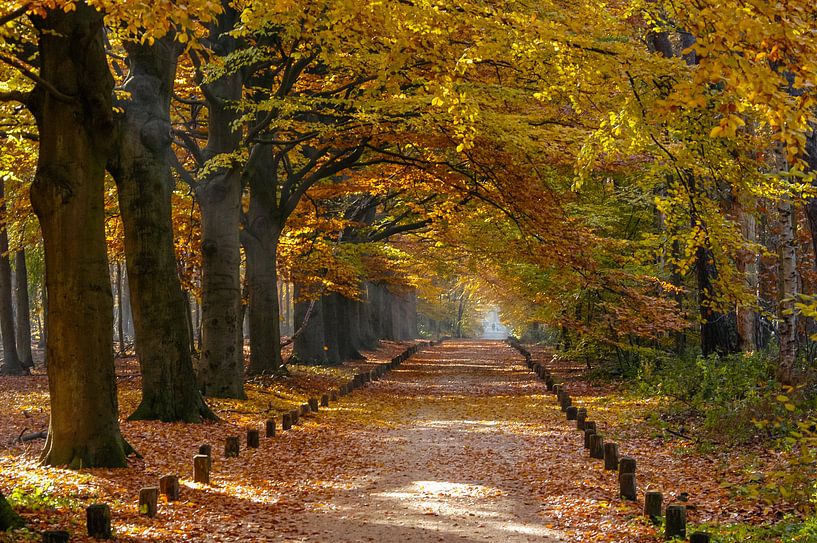 L'automne dans le Spanderswoud près de Hilversum par Martin Stevens