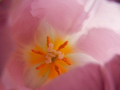 roze tulp 