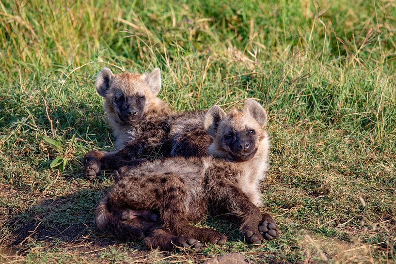 jonge hyena's van Peter Michel