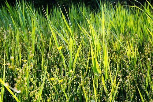 Fleurs dans une pelouse d'été