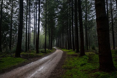 Trouver son chemin dans la forêt sur Revoliño Benschop