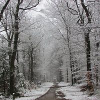 Winterwald