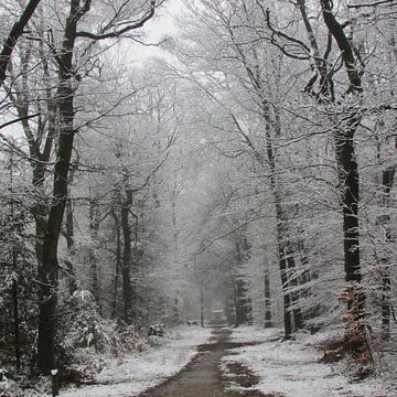 winter forest by Anita van Gendt