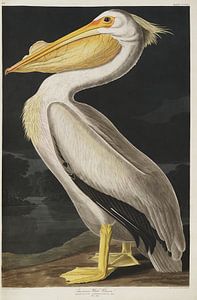 Weißer Pelikan - Teylers Edition - Vögel Amerikas, John James Audubon