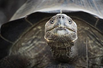 Galapagos reuzenschildpad van Daniël Schonewille