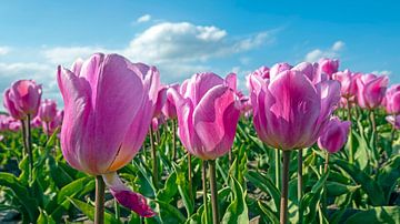 Bloeiende paarse tulpen in de velden in Nederland van Eye on You