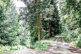 Many green colors in the Black Forest, Germany