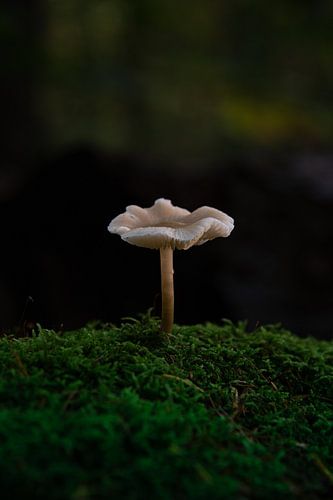 Najaars paddenstoel