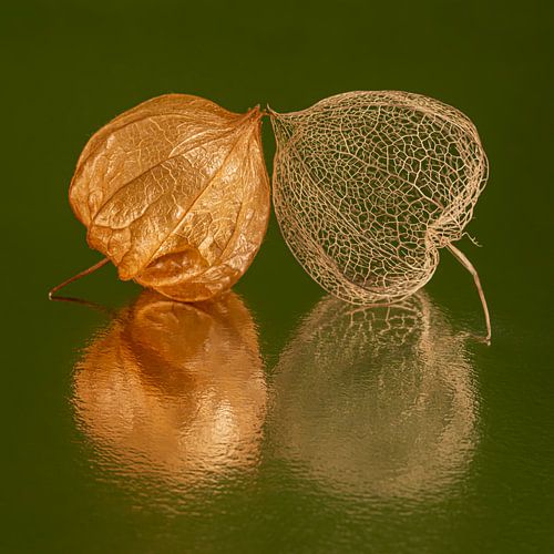 Das Leben ist flüchtig: Zerbrechlich und verletzlich, aber gemeinsam von Marjolijn van den Berg