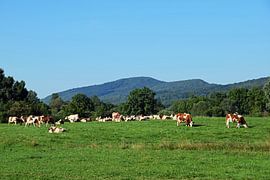 Mountain landscape with cows in the French Jura Mountains by Robin Verhoef