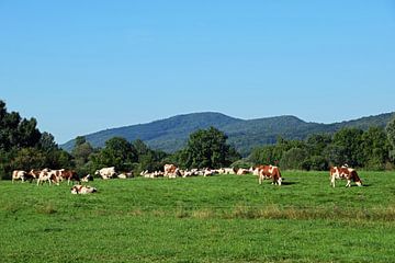 Berglandschap met koeien in het franse Jura gebergte van Robin Verhoef