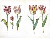 Blad uit een tulpenboek, Jacob Marrel -  ca. 1640 van Het Archief thumbnail