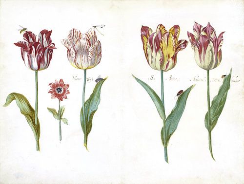 Blatt aus einem Tulpenbuch, Jacob Marrel