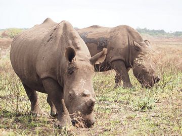 Deux rhinocéros sur Marleen Berendse
