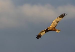 Marsh harrier by Anton Kloof