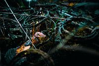 Entangled nature - Rusty spirals in focus