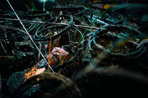 Verstrengelde natuur - Roestige spiralen in beeld