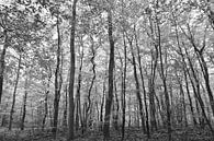 Impression abstraite en noir et blanc d'arbres dans la forêt près de Gortel. par Christa Stroo photography Aperçu
