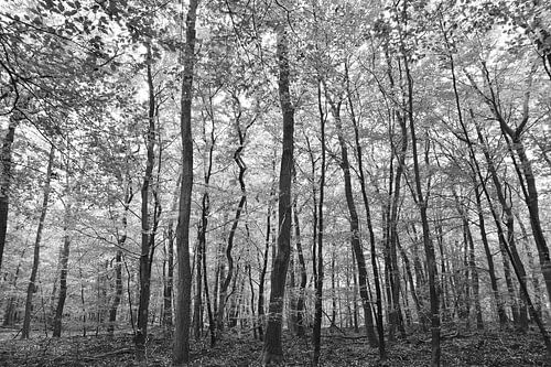 Impression abstraite en noir et blanc d'arbres dans la forêt près de Gortel.