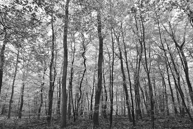 Impression abstraite en noir et blanc d'arbres dans la forêt près de Gortel. par Christa Stroo photography