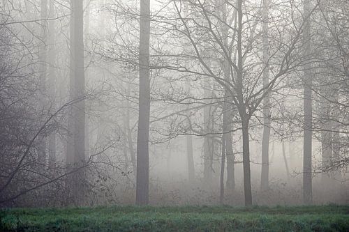 Bäume im Nebel