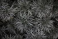 Plante indigène australienne