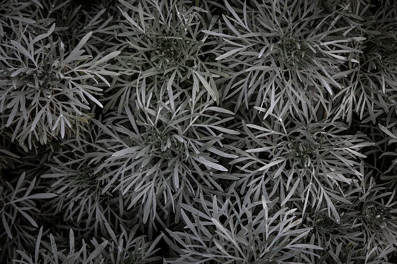 Plante indigène australienne par Mark Thurman