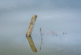 Holzpfahl in einer überfluteten Wiese. 