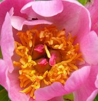 roze pioenroos