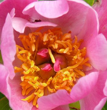 roze pioenroos van daphne houtman