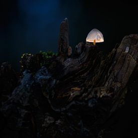 Le monde des champignons sur Andy van der Steen - Fotografie