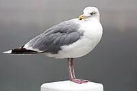 Seagull