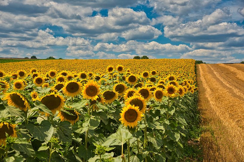 Summer feeling by Tanja Voigt