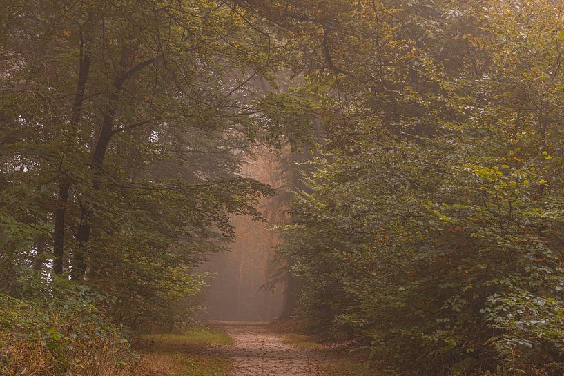 Boslaan met zonnestraal by Lisannesfotografie