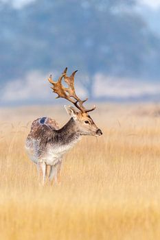 Fallow deer in morning light