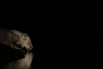 Drinkende leeuw in de nacht van Anja Brouwer Fotografie