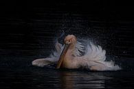 Pélican blanc par Freddy Van den Buijs Aperçu