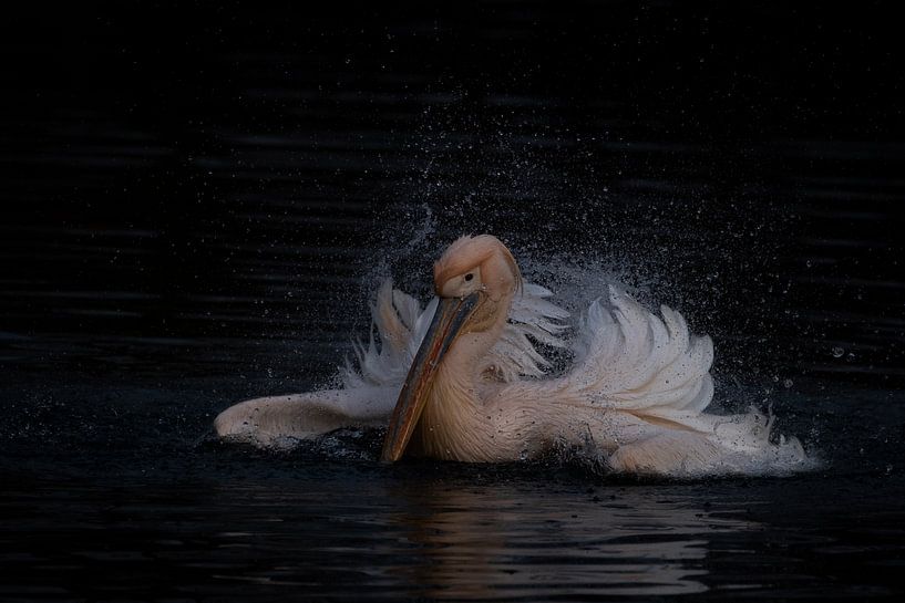 Pélican blanc par Freddy Van den Buijs