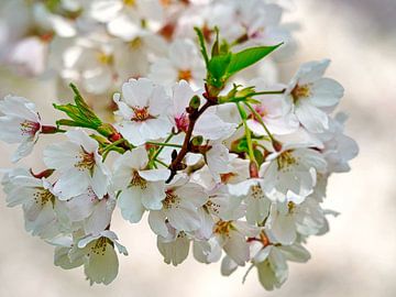 Japanse Kersen Bloesem (Sakura) van Eduard Lamping